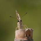 Schwalbenschwanz (Papilio machaon)