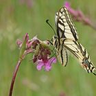 Schwalbenschwanz (Papilio machaon)