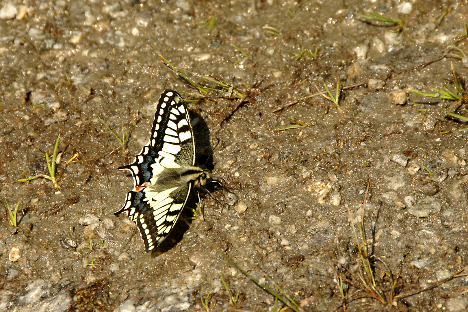 Schwalbenschwanz, Papilio machaon