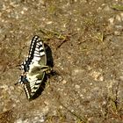 Schwalbenschwanz, Papilio machaon