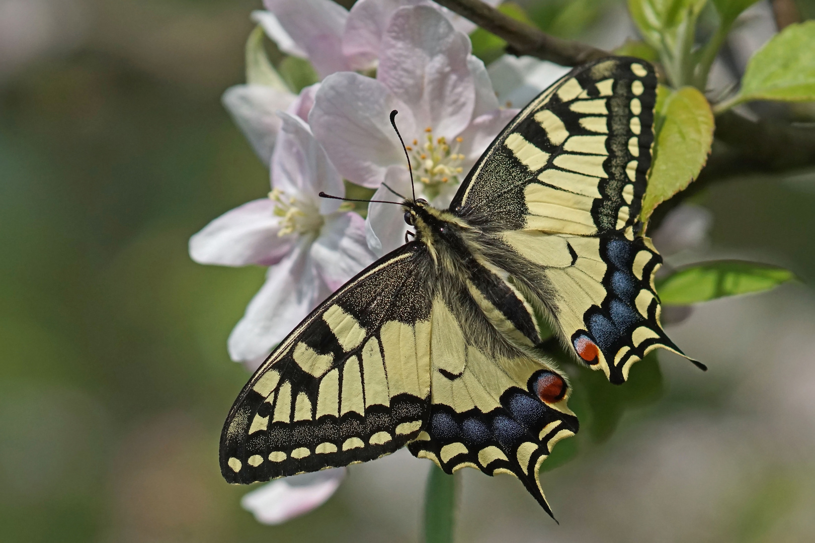 Schwalbenschwanz (Papilio machaon)