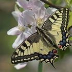 Schwalbenschwanz (Papilio machaon)