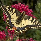 Schwalbenschwanz (Papilio machaon)