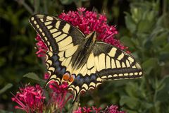 Schwalbenschwanz (Papilio machaon)