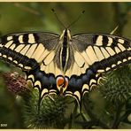 Schwalbenschwanz (Papilio machaon)......