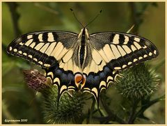 Schwalbenschwanz (Papilio machaon)......