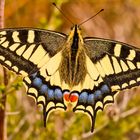 Schwalbenschwanz, Papilio machaon,