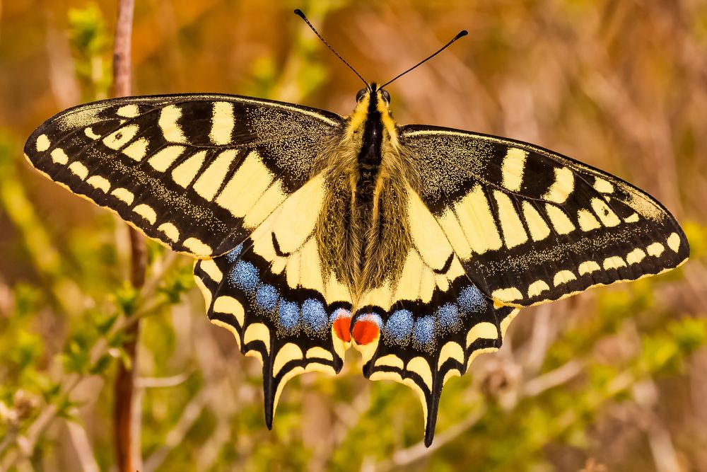 Schwalbenschwanz, Papilio machaon,