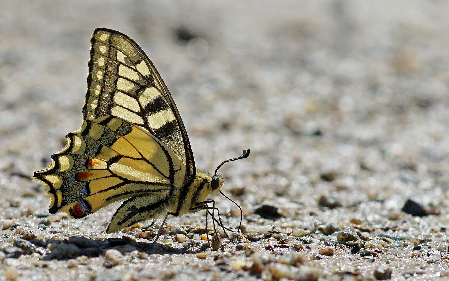 Schwalbenschwanz (Papilio machaon)