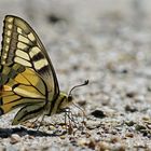 Schwalbenschwanz (Papilio machaon)