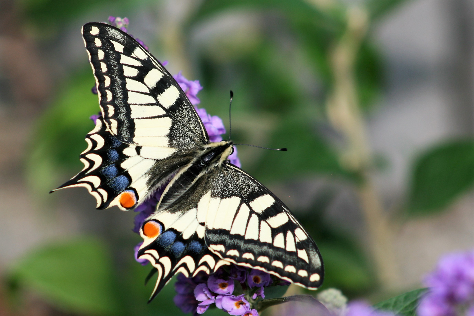 Schwalbenschwanz (Papilio machaon) 2