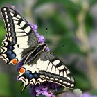 Schwalbenschwanz (Papilio machaon) 2