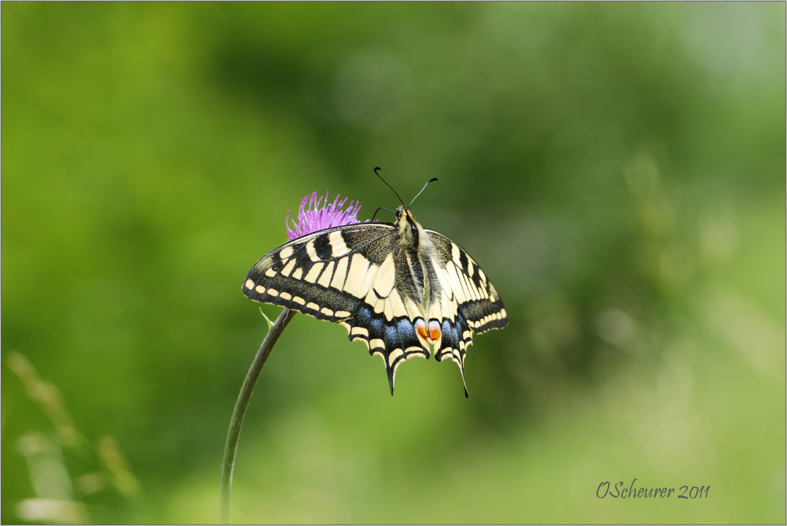 Schwalbenschwanz - Papilio machaon