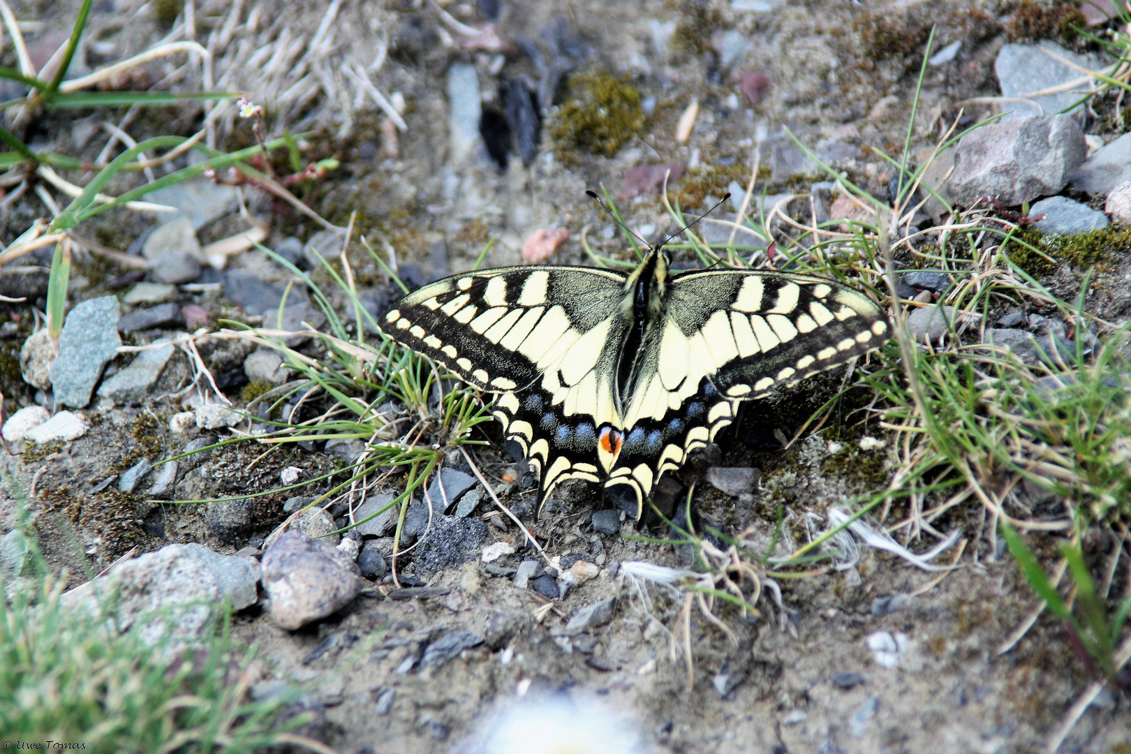 Schwalbenschwanz (Papilio machaon)