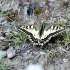 Schwalbenschwanz (Papilio machaon)