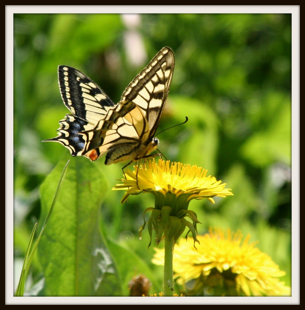 Schwalbenschwanz (Papilio machaon)