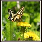 Schwalbenschwanz (Papilio machaon)