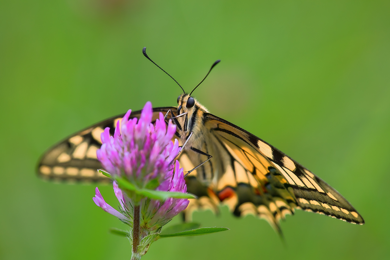 ... Schwalbenschwanz (Papilio machaon) ...