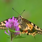 ... Schwalbenschwanz (Papilio machaon) ...