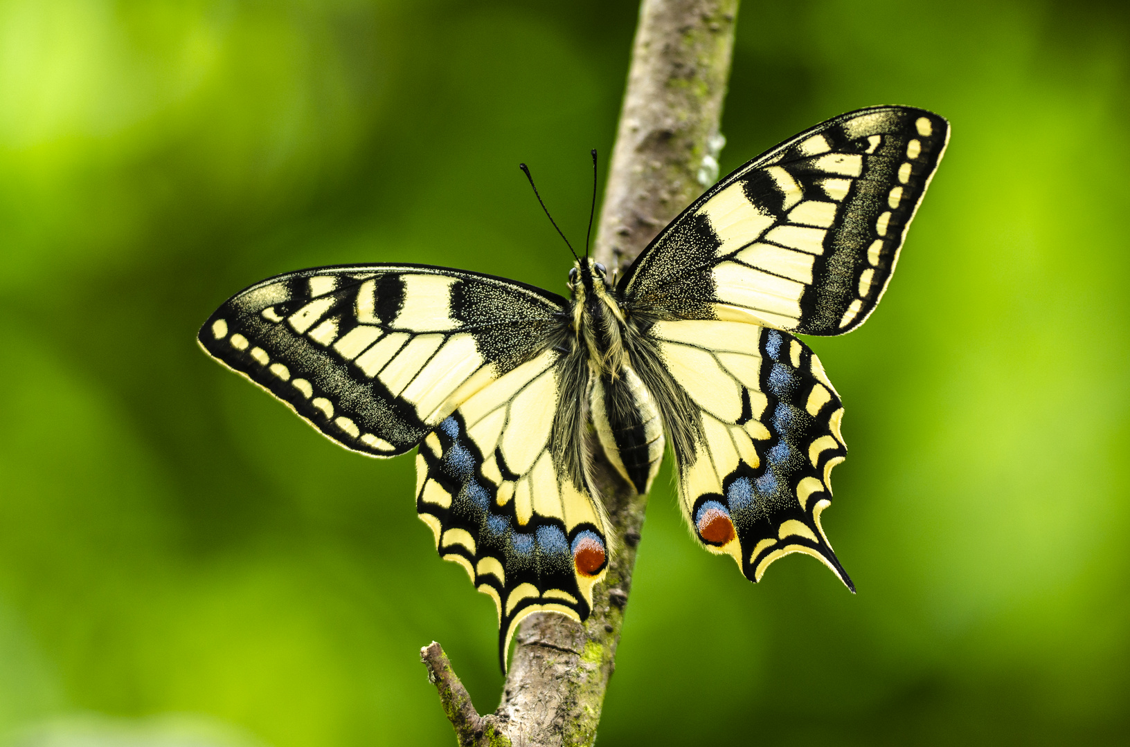 Schwalbenschwanz (Papilio machaon)