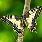 Schwalbenschwanz (Papilio machaon)