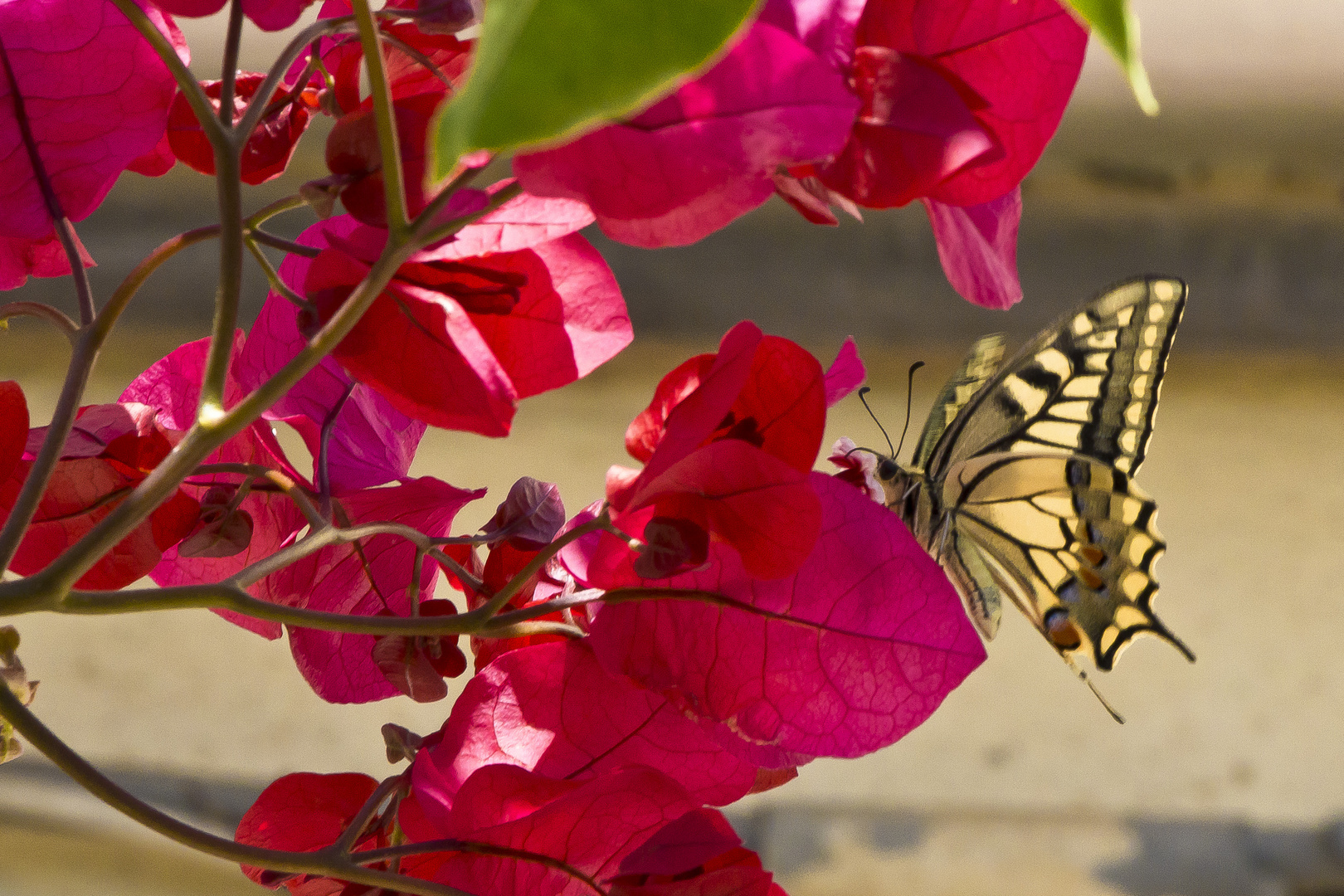 Schwalbenschwanz (Papilio machaon)