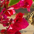 Schwalbenschwanz (Papilio machaon)