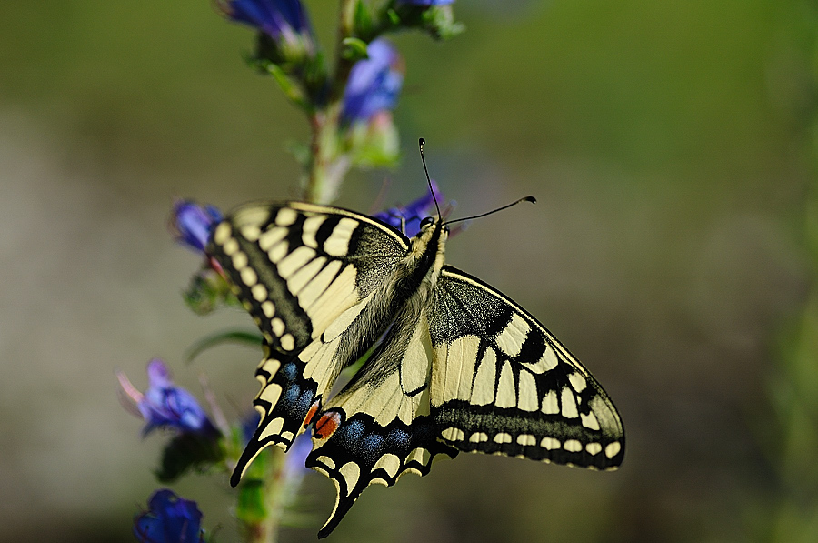 Schwalbenschwanz (Papilio machaon)