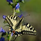 Schwalbenschwanz (Papilio machaon)