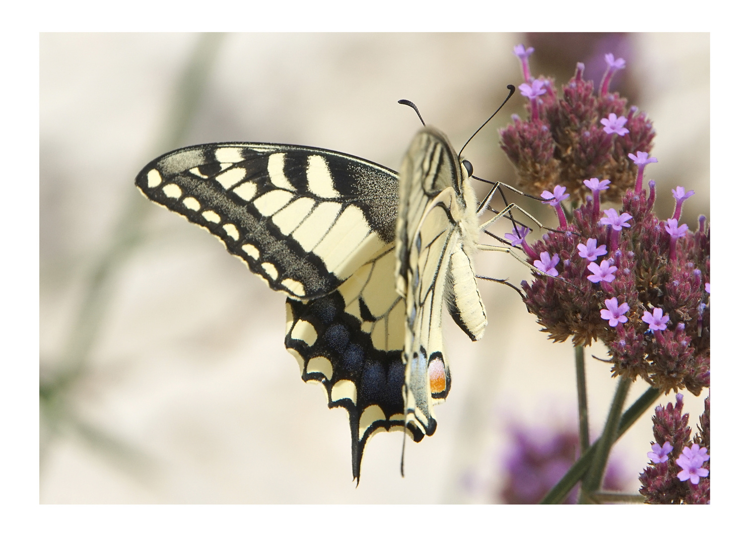 Schwalbenschwanz (Papilio machaon)