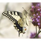 Schwalbenschwanz (Papilio machaon)