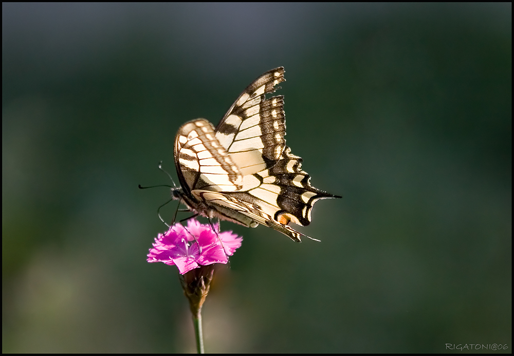 Schwalbenschwanz ( Papilio machaon )