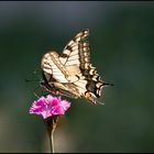 Schwalbenschwanz ( Papilio machaon )