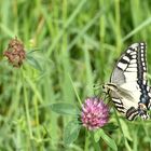 Schwalbenschwanz (Papilio machaon)