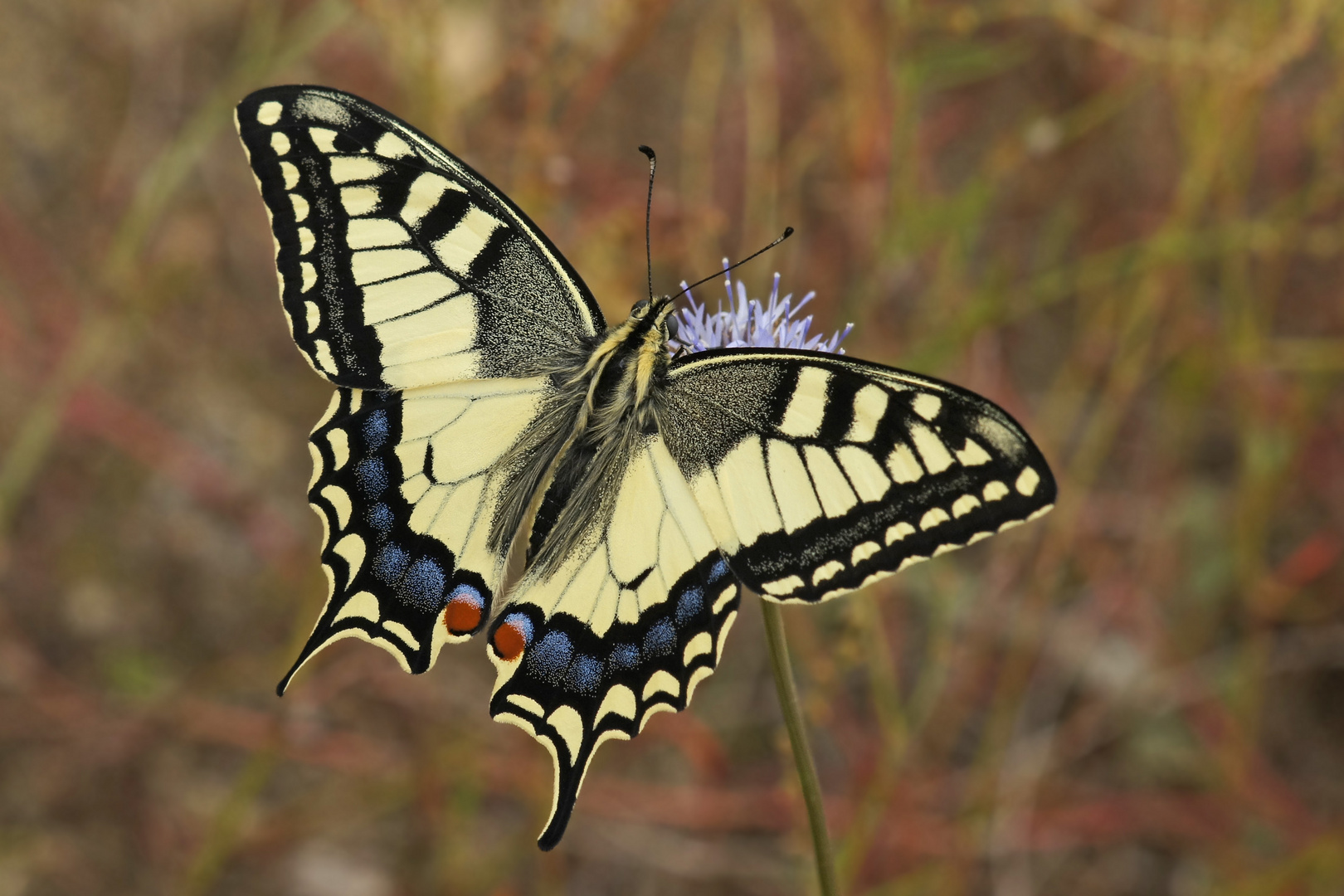 Schwalbenschwanz (Papilio machaon), 2.Generation