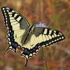 Schwalbenschwanz (Papilio machaon), 2.Generation