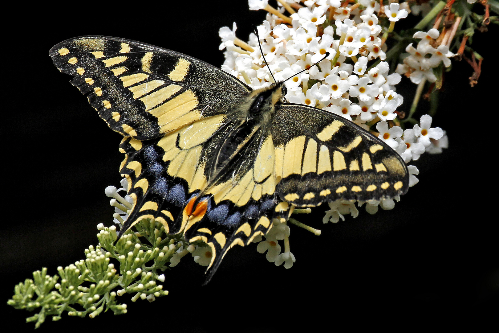 Schwalbenschwanz (Papilio machaon)-3