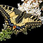 Schwalbenschwanz (Papilio machaon)-3