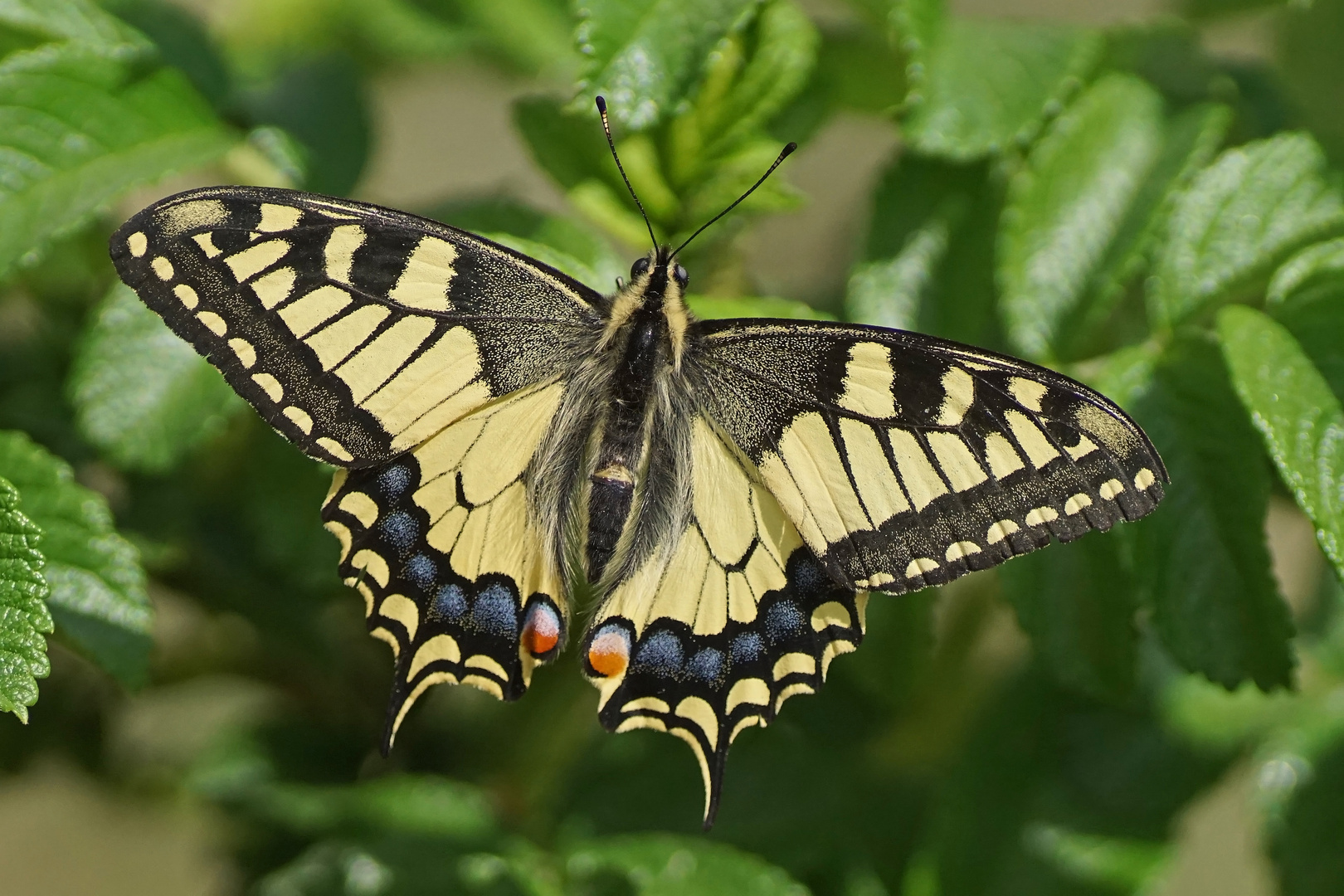 Schwalbenschwanz (Papilio machaon)