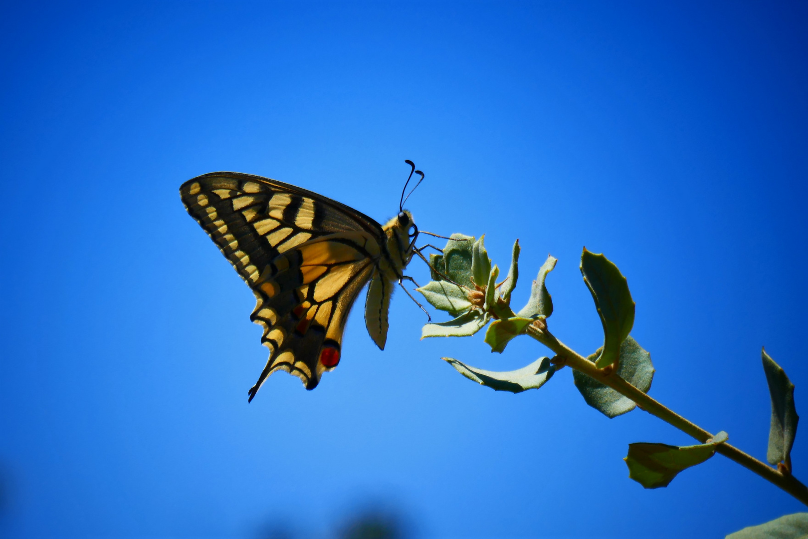 Schwalbenschwanz, Papilio machaon