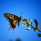 Schwalbenschwanz, Papilio machaon