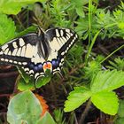 Schwalbenschwanz (Papilio machaon) 