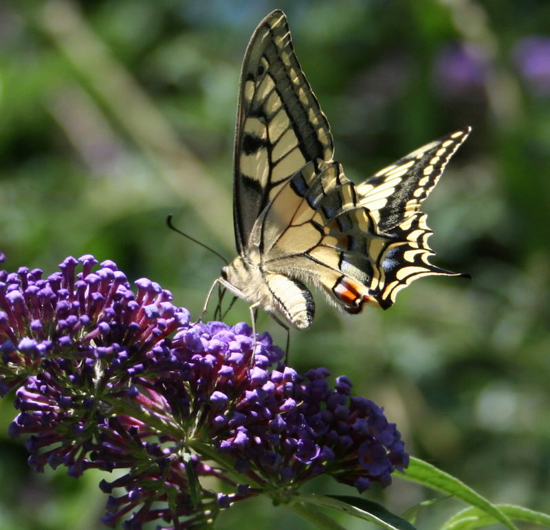 Schwalbenschwanz (Papilio machaon)