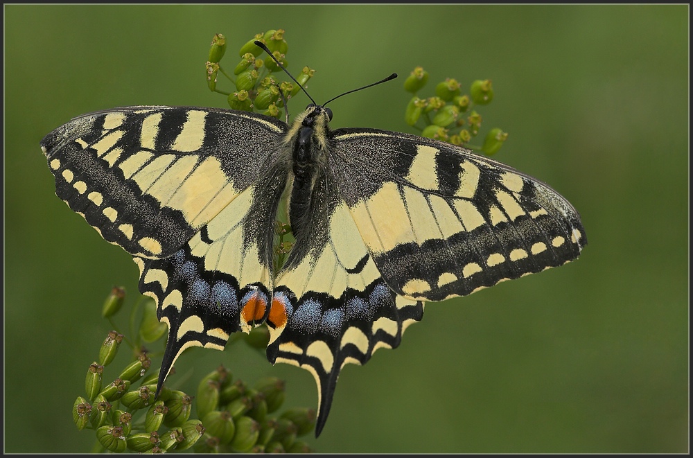 Schwalbenschwanz (Papilio machaon)