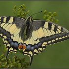 Schwalbenschwanz (Papilio machaon)