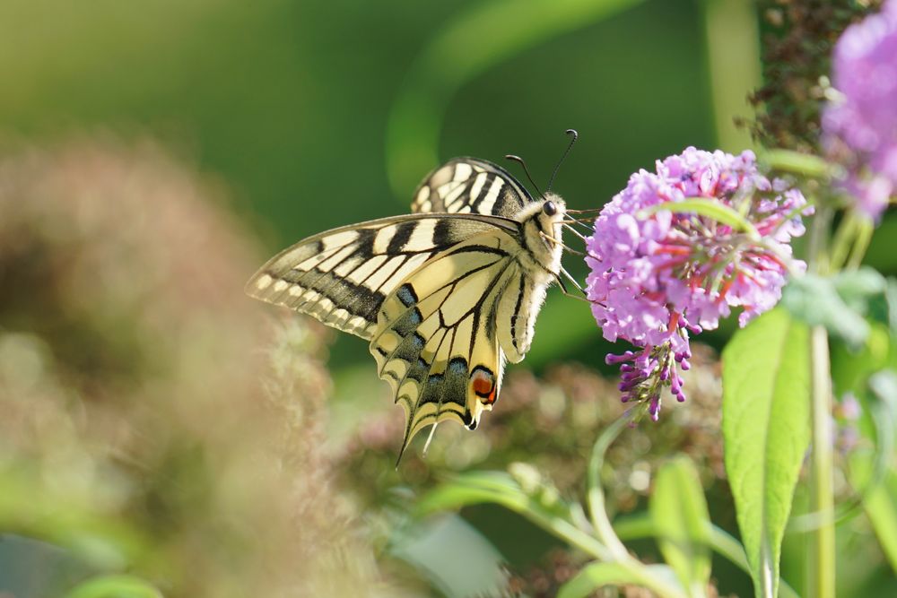 Schwalbenschwanz (Papilio machaon)