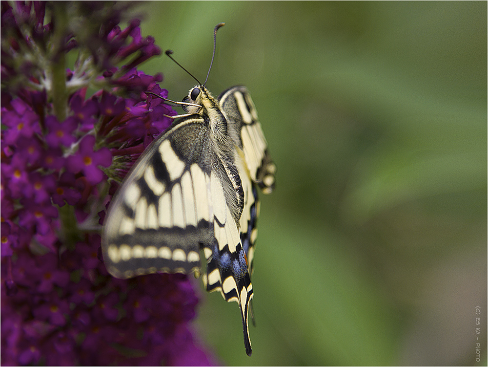 Schwalbenschwanz (Papilio machaon)