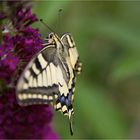 Schwalbenschwanz (Papilio machaon)