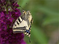 Schwalbenschwanz (Papilio machaon)