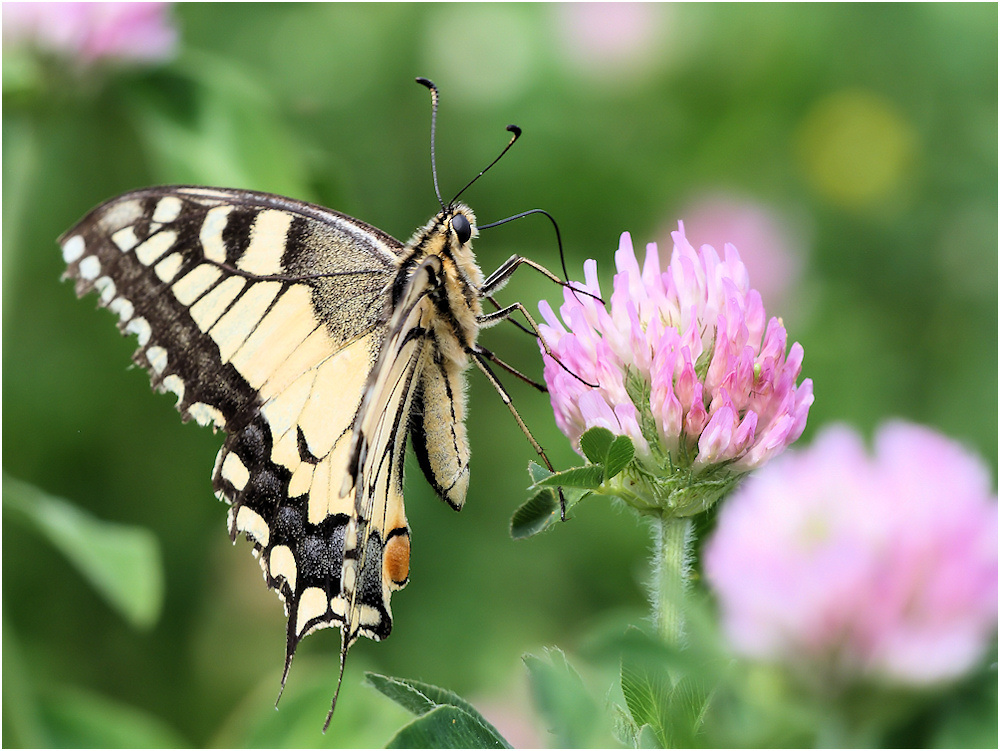 Schwalbenschwanz (Papilio machaon)